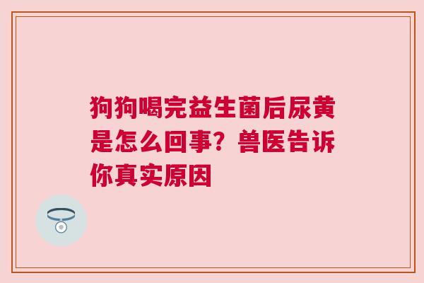 狗狗喝完益生菌后尿黄是怎么回事？兽医告诉你真实原因