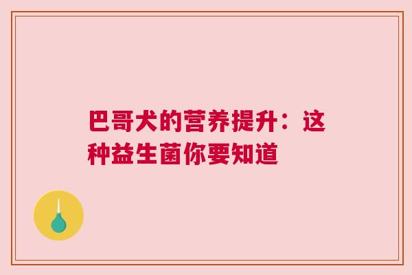 巴哥犬的营养提升：这种益生菌你要知道