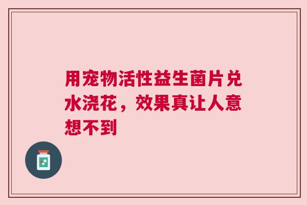 用宠物活性益生菌片兑水浇花，效果真让人意想不到