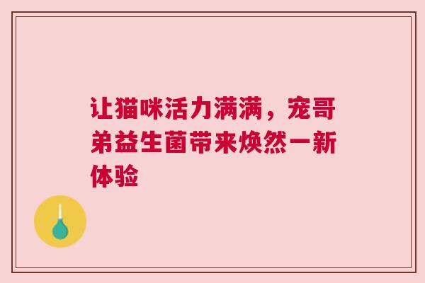 让猫咪活力满满，宠哥弟益生菌带来焕然一新体验